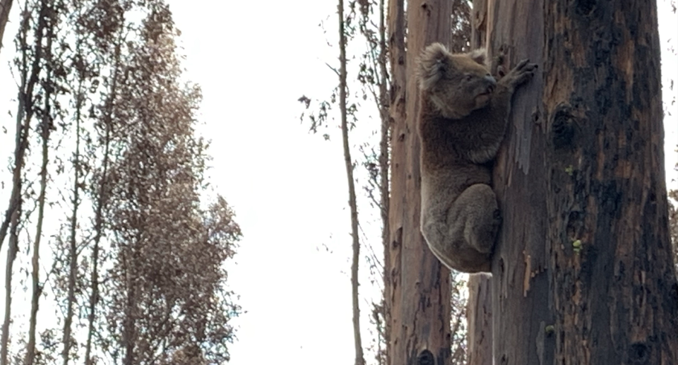 A koala in a plantation on Kangaroo Island.