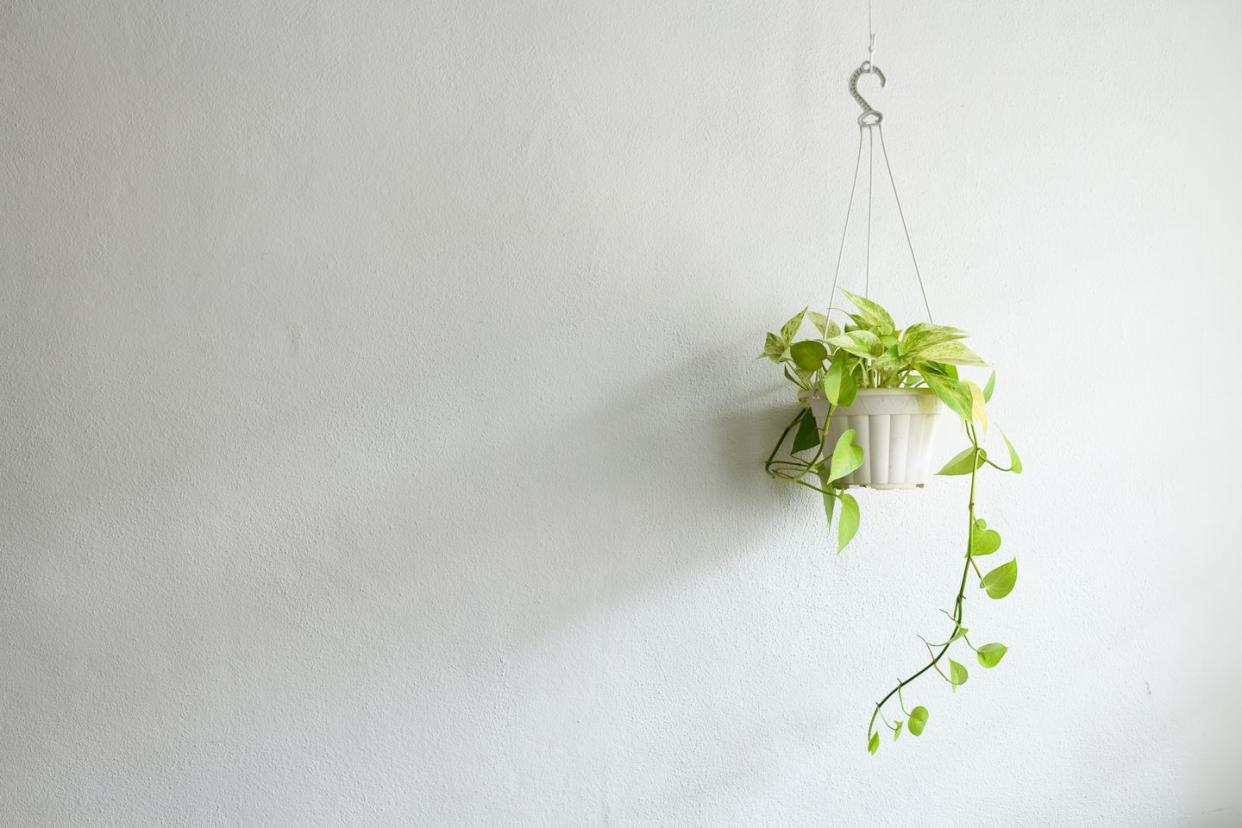 indoor hanging plants pothos