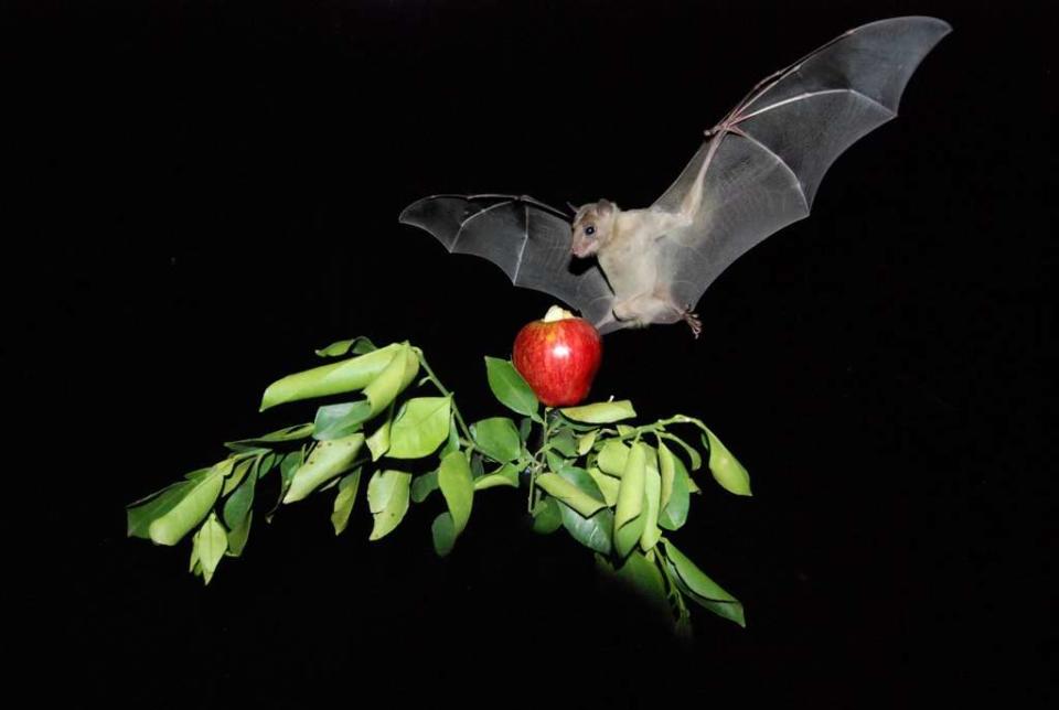 The researchers point out that bats play many roles in ecosystems.  © prof.  Yossi Yovel