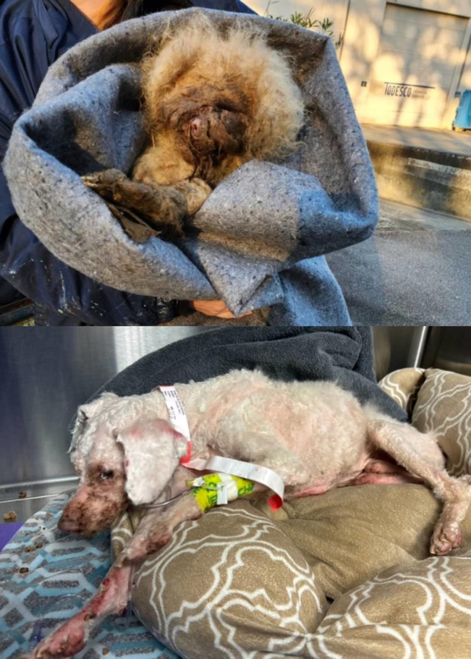 Treasure had two pounds of matted fur cut off his body after being found abandoned in a dumpster in the Burton area of northern Beaufort County. The 10-year-old poodle is still in recovery at the Port Royal Veterinary Hospital.