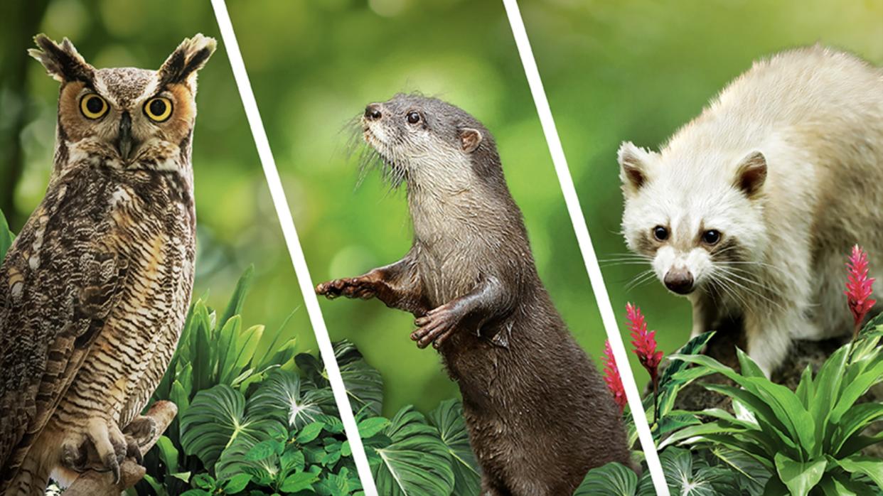 The Night Safari's Great Horned Owl, Asian Small-clawed Otter and White Raccoon. (Photo: Wildlife Reserves Singapore)  