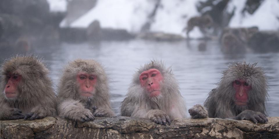 A photo of four Japanese Macaques in a hot spring in the snow.