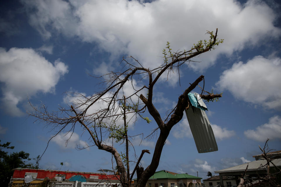 Aluminum siding hangs from a tree at Codrington on the island of Barbuda just after a month after Hurricane Irma struck the Caribbean islands of Antigua and Barbuda