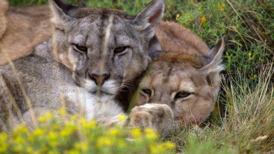 Two big cats laying together in the grass in Our Planet 2.