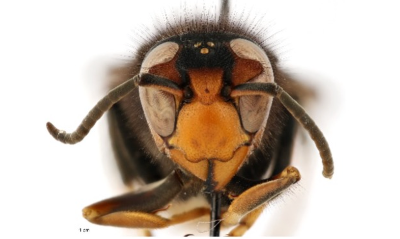 A close up of the yellow-legged hornet, aka Asian hornet that was recently spotted in Georgia.