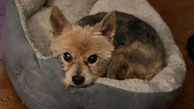 Lily is seen laying in a dog bed and looking at the camera.