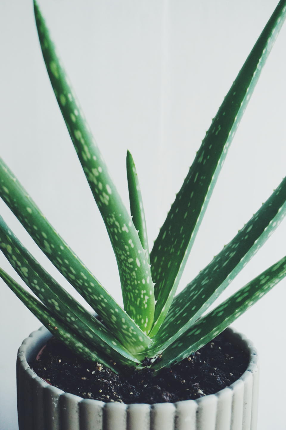 <p>Described by NASA as one of the best plants for air purification, aloe vera releases oxygen throughout the night as well as fighting pollutants such as benzene (found in plastics) and formaldehyde (from varnishes).<br><i>[Photo: Getty]</i> </p>