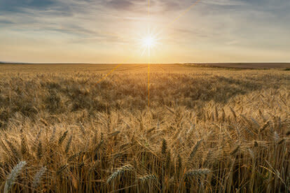 A photo of a Wheat Farm