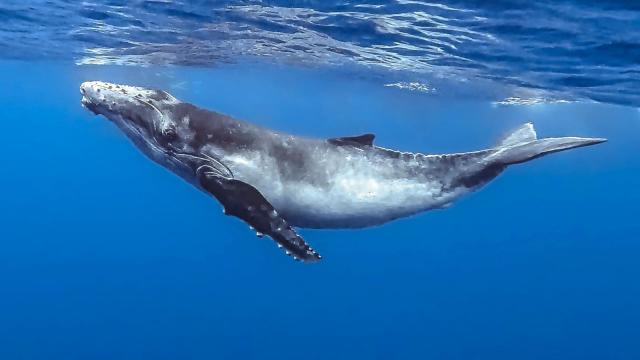 Scientists discover how whales can sing under water and how