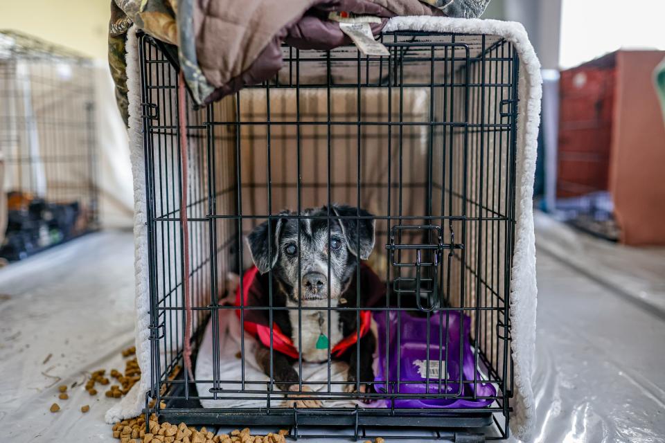 Skittles waits in a kennel on Jan. 13 at the Homeless Alliance day shelter in Oklahoma City.