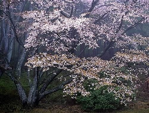 《日本花見》奈良鹿群與吉野美櫻的呢喃春語