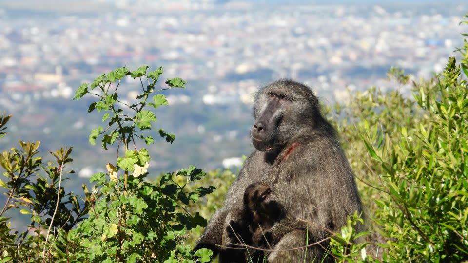 Baboons overlooking Cape Town. - Baboon Matters