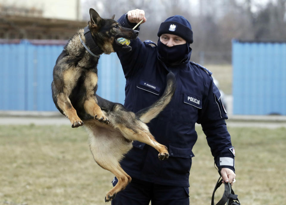 Police officer Pawel Kuchnio in training with patrol dog Orbita, in Warsaw, Poland, on Friday, March 19, 2021. When they age, the dogs and horses that serve in Poland's police, Border Guard and other services cannot always count on a rewarding existence. Responding to calls from concerned servicemen, the Interior Ministry has proposed a bill that would give the animals an official status and retirement pension, hoping this gesture of “ethical obligation” will win unanimous backing. (AP Photo/Czarek Sokolowski)