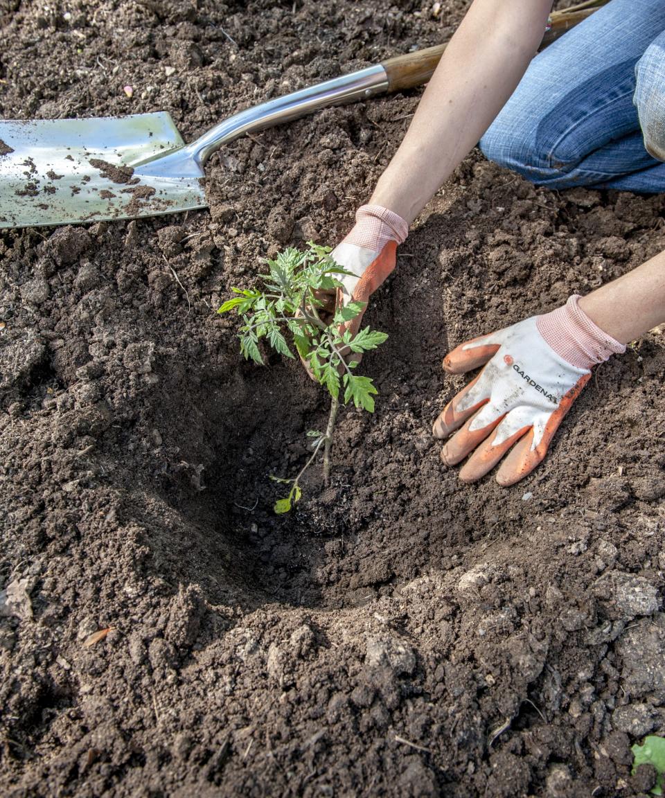 A woman planting a tomato plant into a deep hole