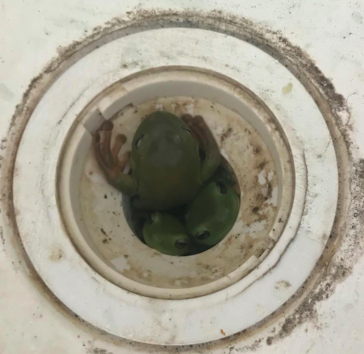 Mr Smedley said the snake was in pursuit of frogs which had made their way up the home’s drain. Source: Adam’s Snake Removal