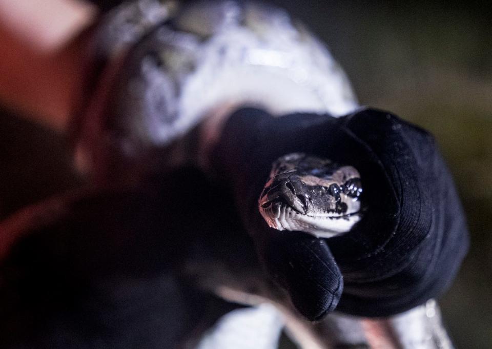 Donna Kalil captures a wild Burmese python in the Everglades west of Miami on Monday October, 28, 2019. She hunts several days a week and has notched hundreds of the invasive species. The pythons have invaded the Everglades and have caused havoc to the ecosystem. 