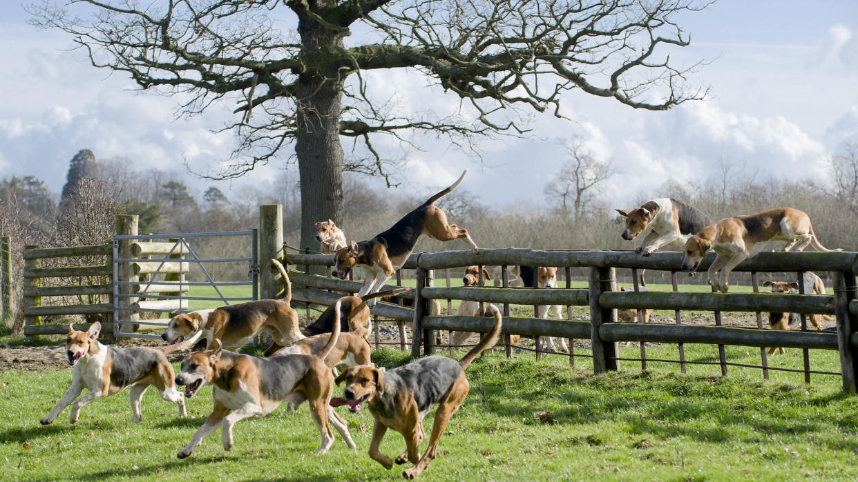 English foxhounds jumping a fence