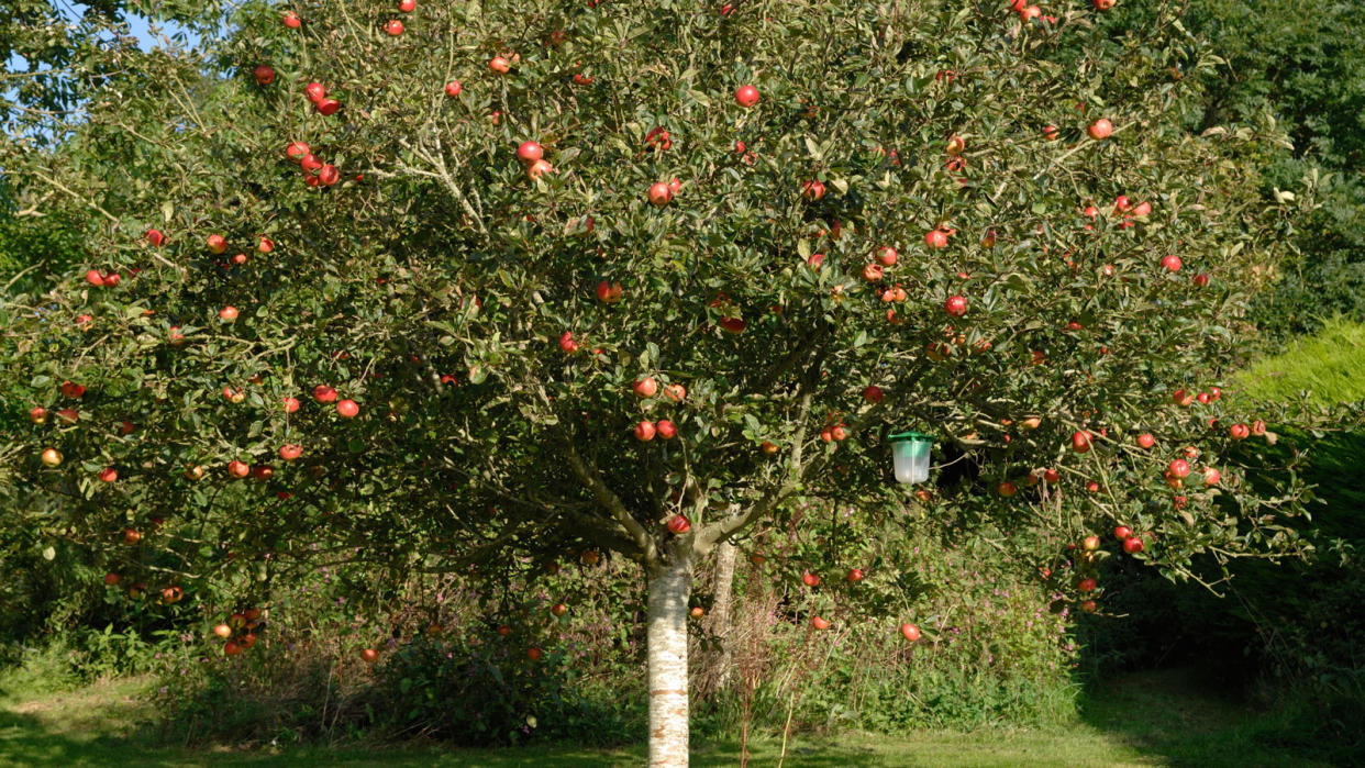  Apple tree with fruit. 