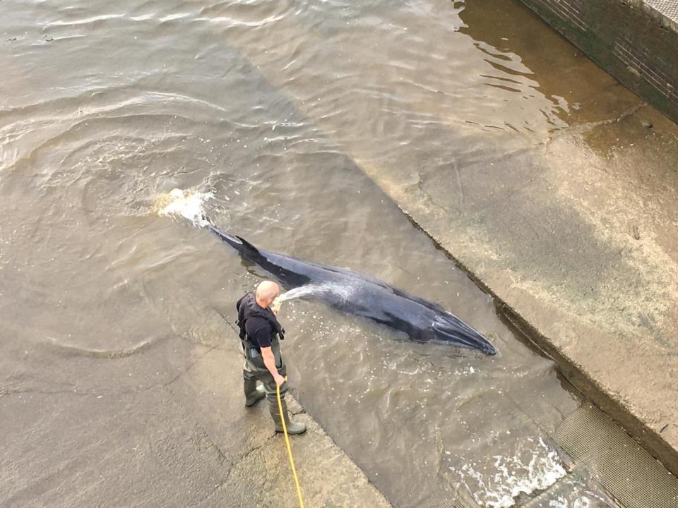 Conservation experts believe it is the furthest upstream that any whale has even been seen in the Thames