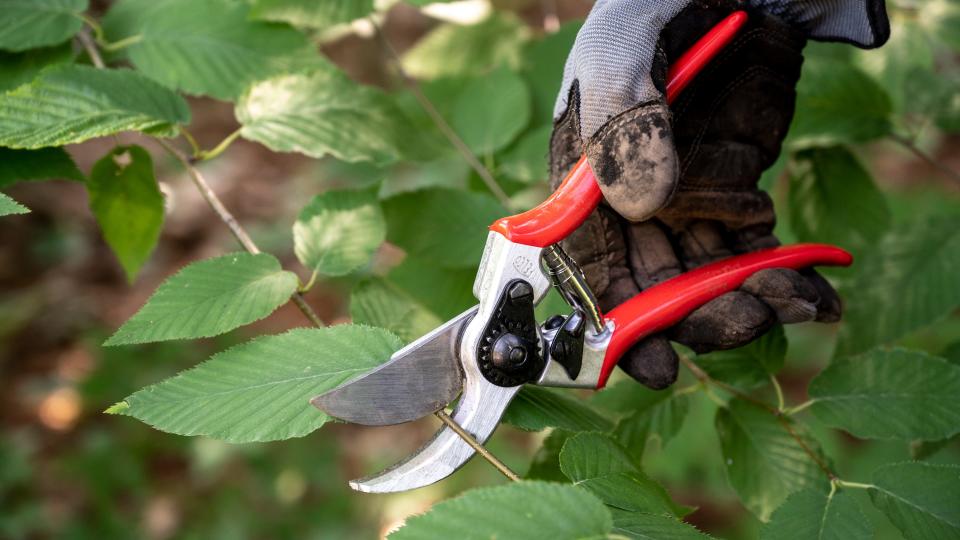 Pruning shears are awesome for cutting dead branches off of plants.