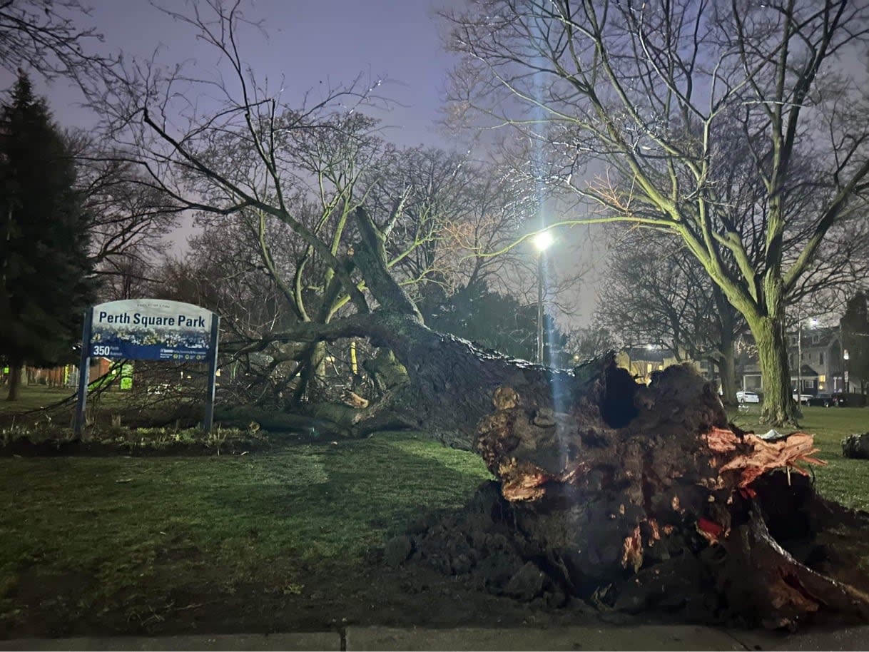 A large tree came down in Perth Square Park, near Dupont Street and Dundas Street W., on Tuesday during the spring storm. (Submitted by Ainsley Skye - image credit)