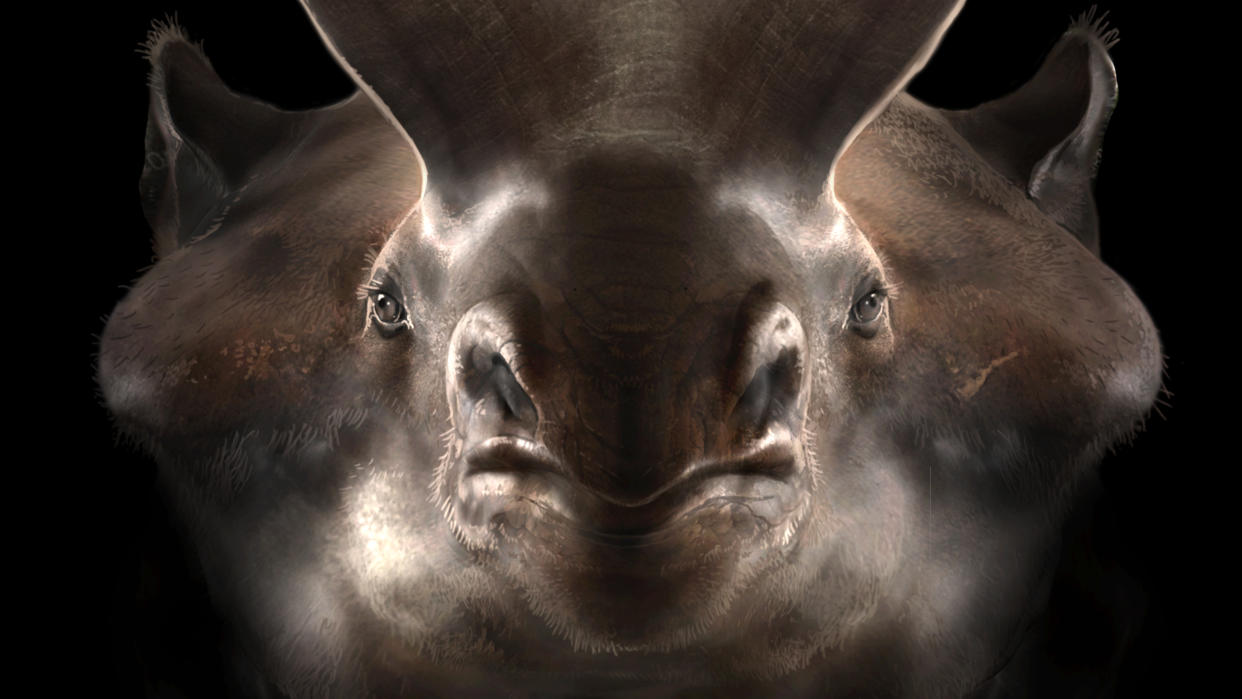  Close up showing the extinct thunder beast Megacerops coloradensis on a black background  