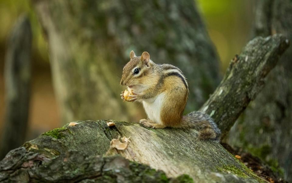 Autumn is the busiest time of year for the chipmunks who need to stockpile enough nuts to get them through the winter - ITV