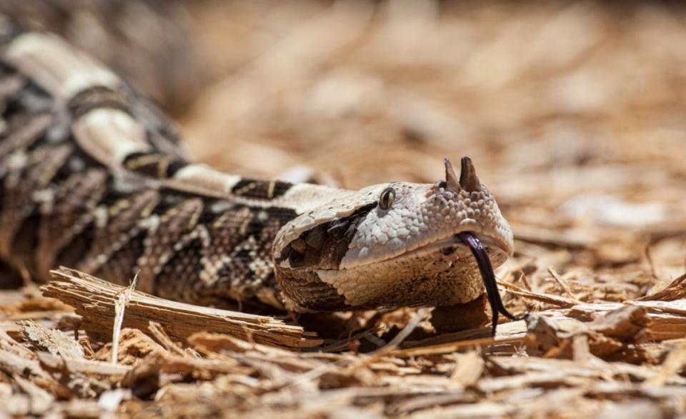 加彭噝蝰擁有世界上最長毒牙。（示意圖，非當事蛇／shutterstock達志影像）