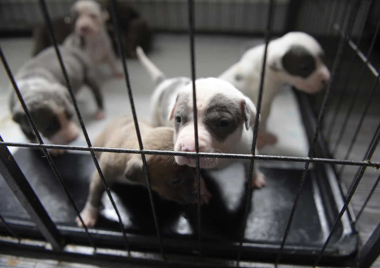 The cage from which eight XL Bulldog puppies were stolen from during an armed robbery (SWNS)