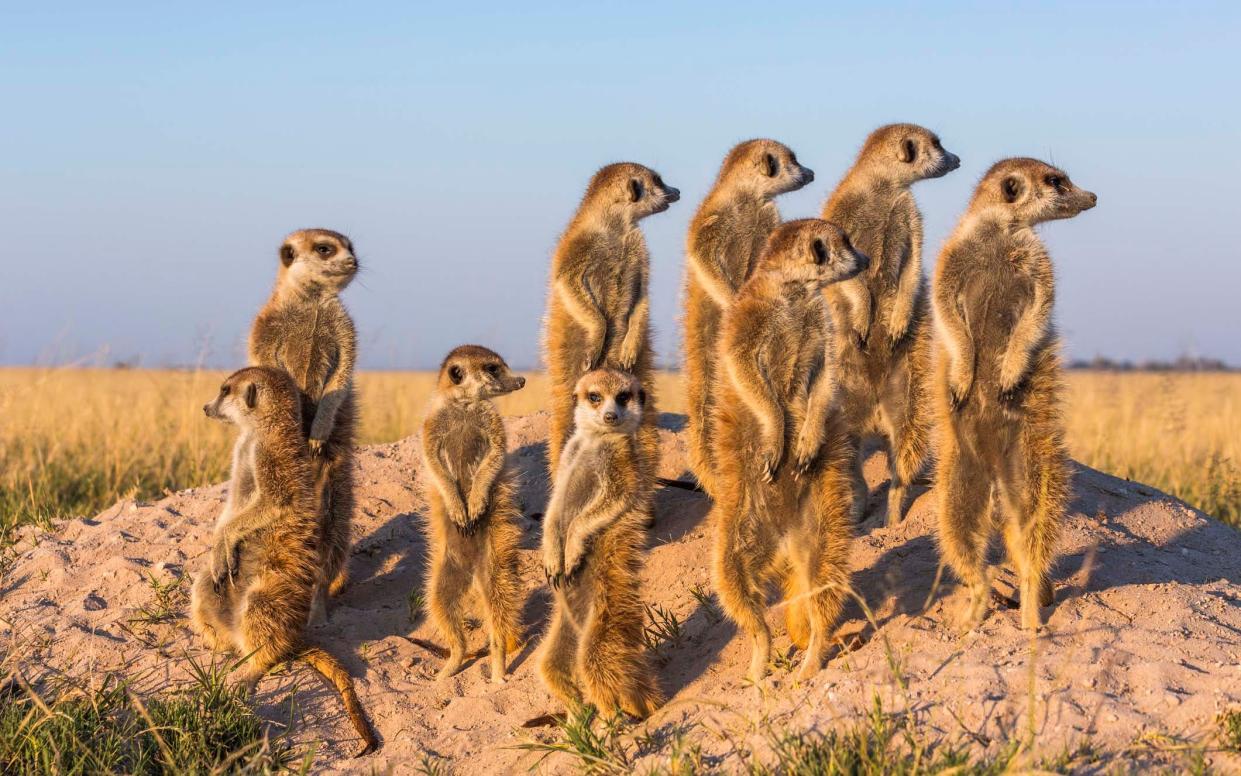 meerkats - getty