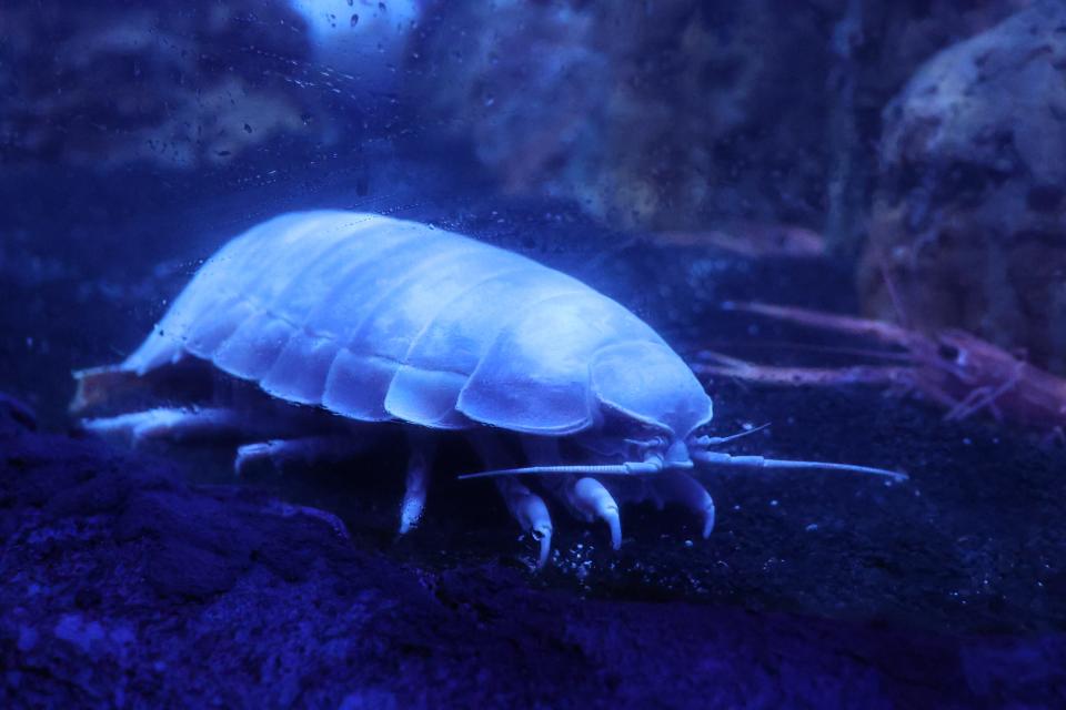 Newport Aquarium's new "Ring of Fire: World of the Octopus" exhibit will feature Giant Isopods, a type of crustacean that lurks in the deep sea.