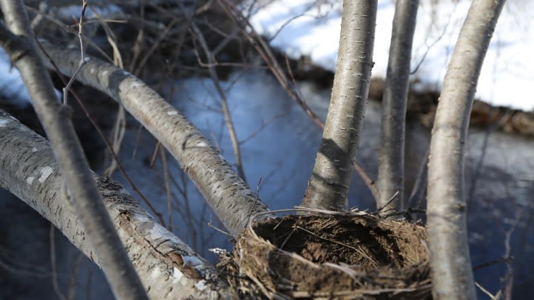 The secret path: Bringing back a nearly forgotten ancient portage trail