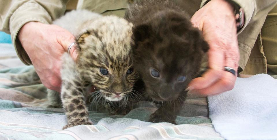 Two Amur leopard cubs were born at Connecticut's Beardsley Zoo in January. (Photo: Courtesy Sandy Sprague Stone/Connecticut's Beardsley Zoo/Handout vis Reuters)