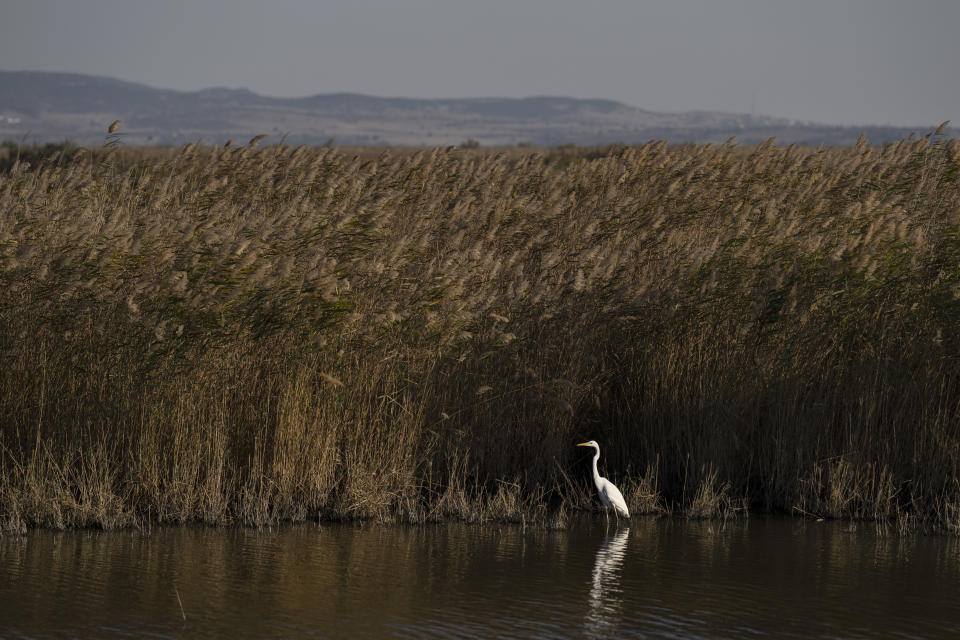 A heron stands in front of reeds among the Evros River that forms a natural border between Greece and Turkey, on Sunday, Oct. 30, 2022. Greece is planning a major extension of a steel wall along its border with Turkey in 2023, a move that is being applauded by residents in the border area as well as voters more broadly. (AP Photo/Petros Giannakouris)