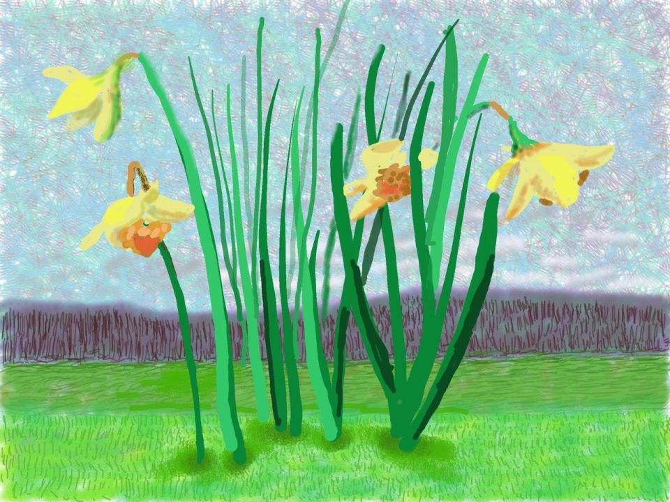 David Hockney's recent daffodil paintings have been intended as consolations during lockdown - David Hockney