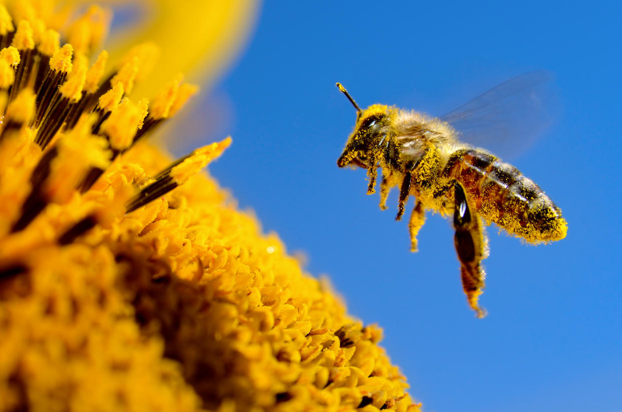 El polen de abeja se consume desde hace cientos de años. La antigua cultura china lo usaba como medicina tonificante, hoy se siguen investigando sus muchos beneficios, incluyendo la disminución del colesterol. (Getty Creative)
