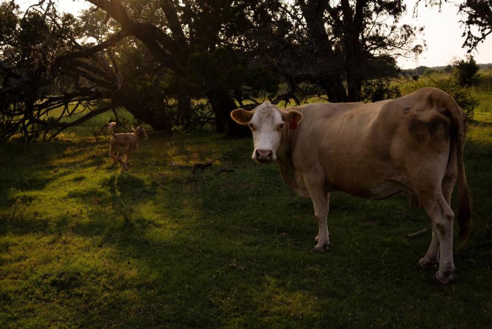 A cow and a calf walk on farmland near the Harrison property in Comal County about halfway between New Braunfels and Bulverde on June 15, 2023. Doug Harrison’s application for a wastewater treatment plant on his 500-plus-acre plot of land in Comal County stirred controversy as residents have raised environmental concerns.