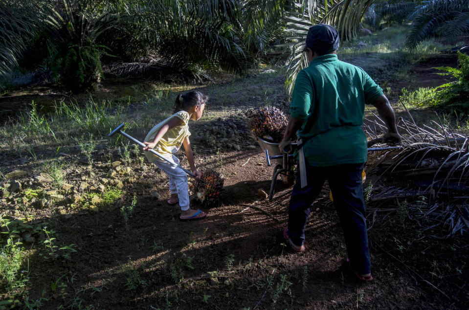 A child helps her parents work on a palm oil plantation in Sabah, Malaysia, Monday, Dec. 10, 2018. Many children gather loose kernels and clear brush from the trees with machetes. (AP Photo/Binsar Bakkara)