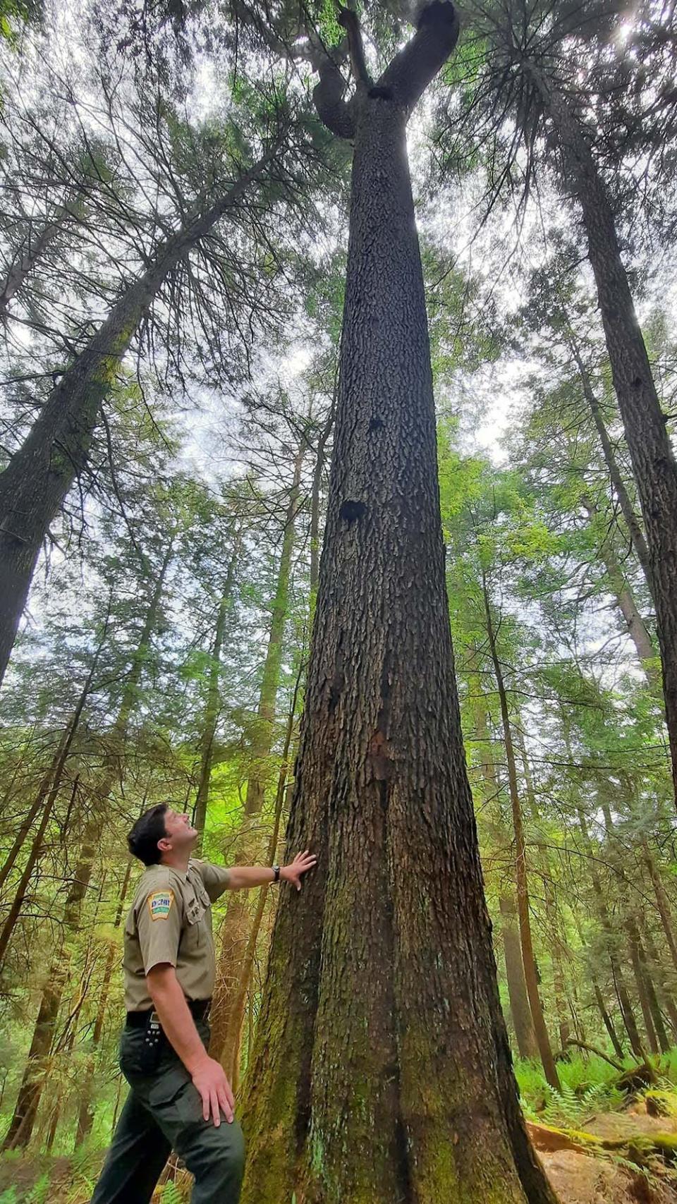 Dale Luthringer,  Cook Forest State Park environmental education specialist, admires the tall trees in the park.