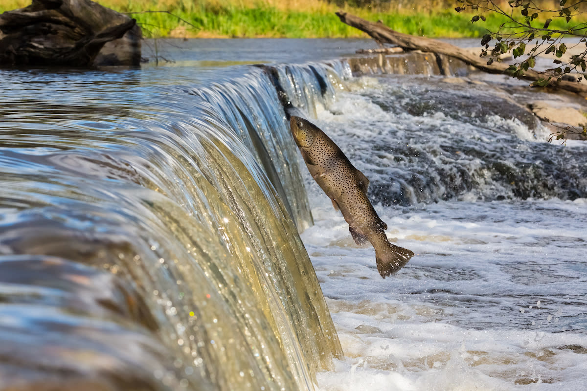A migrating salmon in Finland. Petteri Hautamaa / WWF Finland