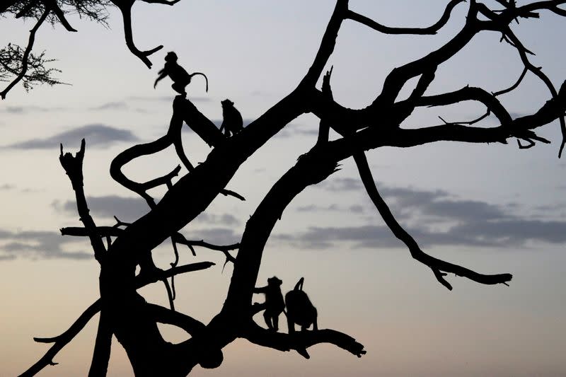 FILE PHOTO: Olive baboons sit in a tree at dusk in Amboseli National park