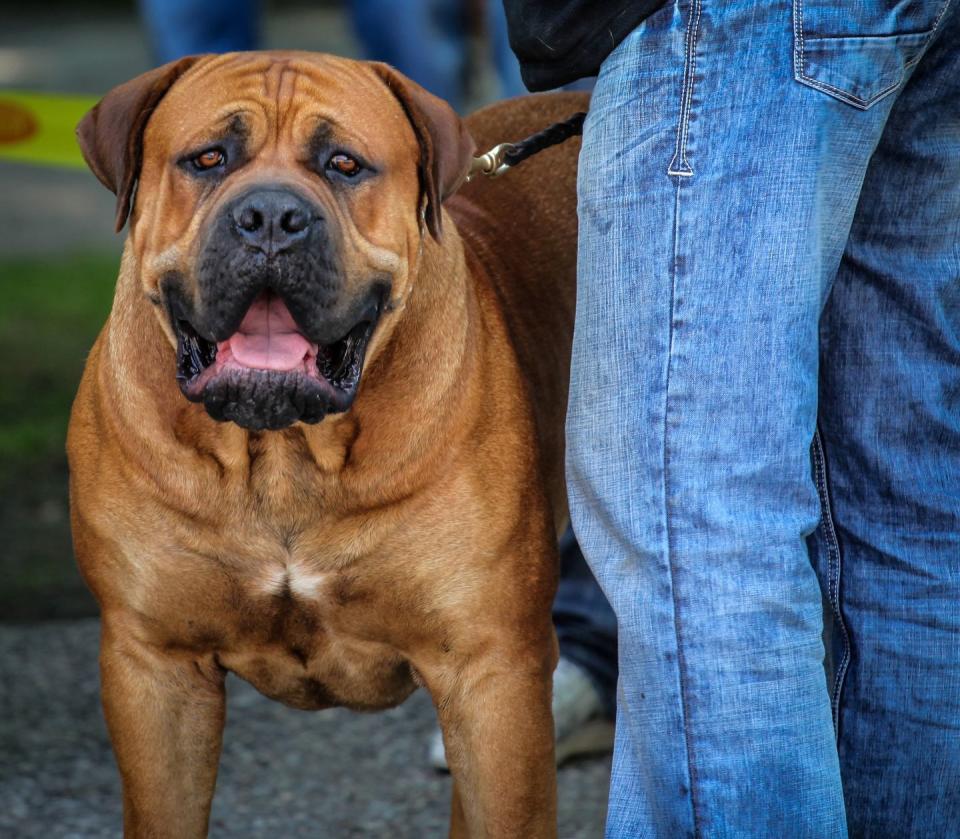 8) Bullmastiff