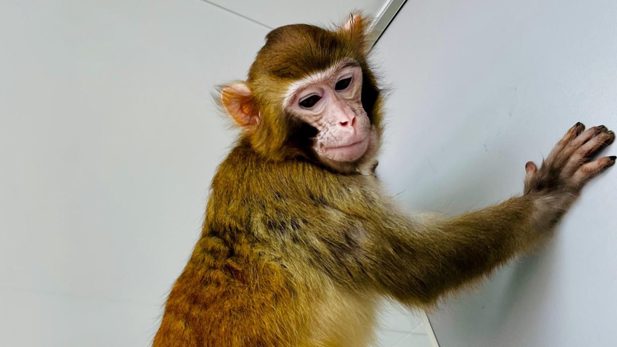  A rhesus monkey that was cloned using somatic cell nuclear transfer. 