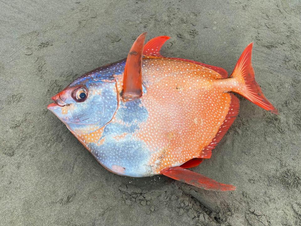 An image of the 100-pound orange Opah fish.