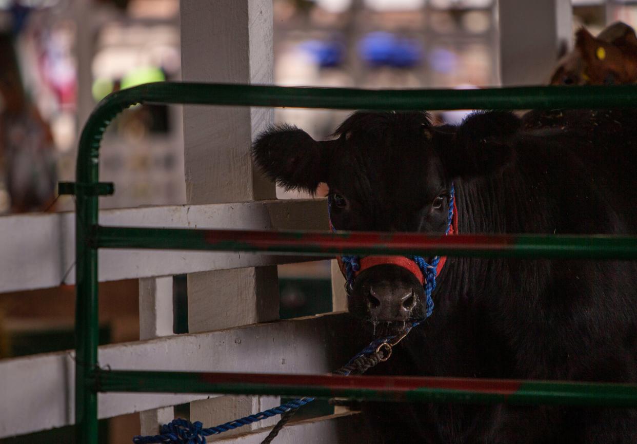 4-H contestants began preparing their animals during the opening night of the St. Joseph County 4-H Fair on Saturday, July 1, 2022, at the St. Joseph County 4-H Fairgrounds.