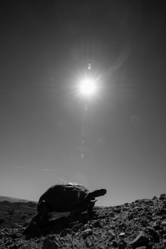 A Mojave desert tortoise under the desert sun. black and white pic