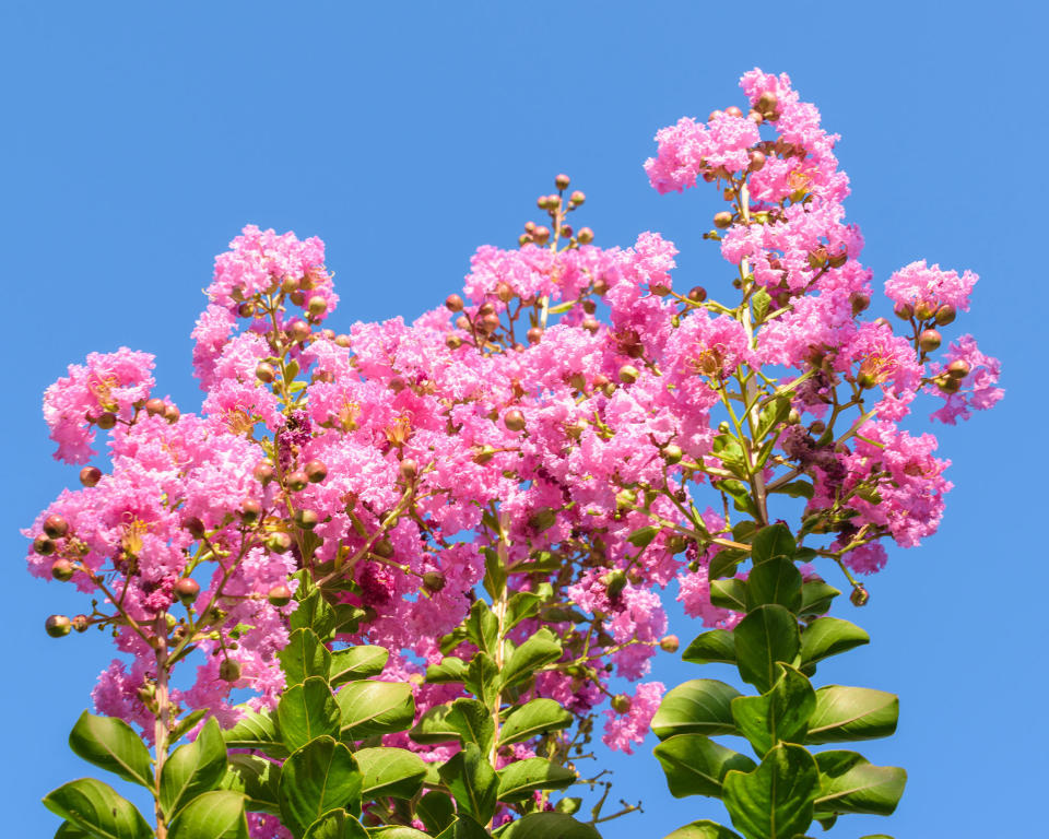 6. Crape Myrtle (Lagerstroemia)