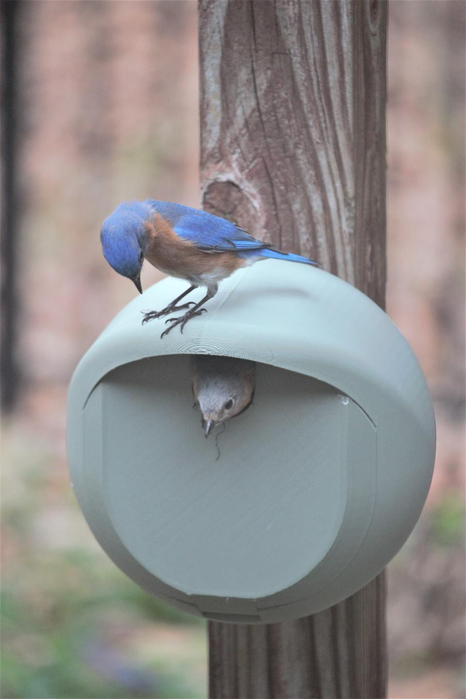 A male Eastern Bluebird waits for his mate - look closely for her - to finish her inspection of the Borbhouse, a nest box made by Luke Coe-Starr, the Oak Ridge Bird Man.