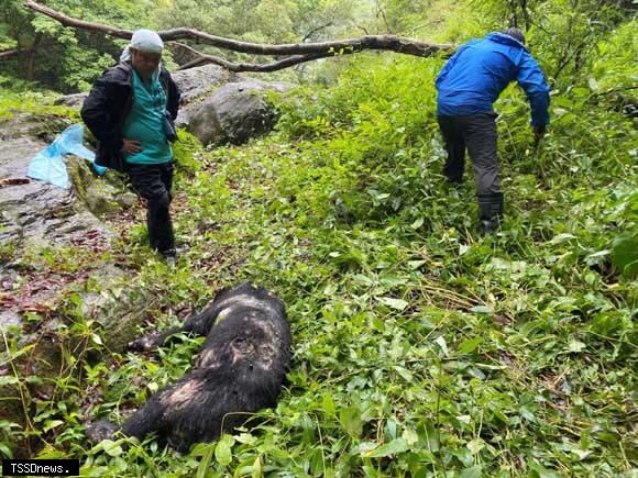 玉管處南安站保育巡查員發現死亡黑熊，於現場進行環境紀錄及搬運準備工作。(圖：玉管處提供)