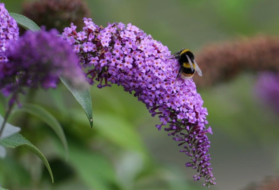 A bumblebee sits on a Buddleia bush (Gareth Fuller/PA) (PA Archive)